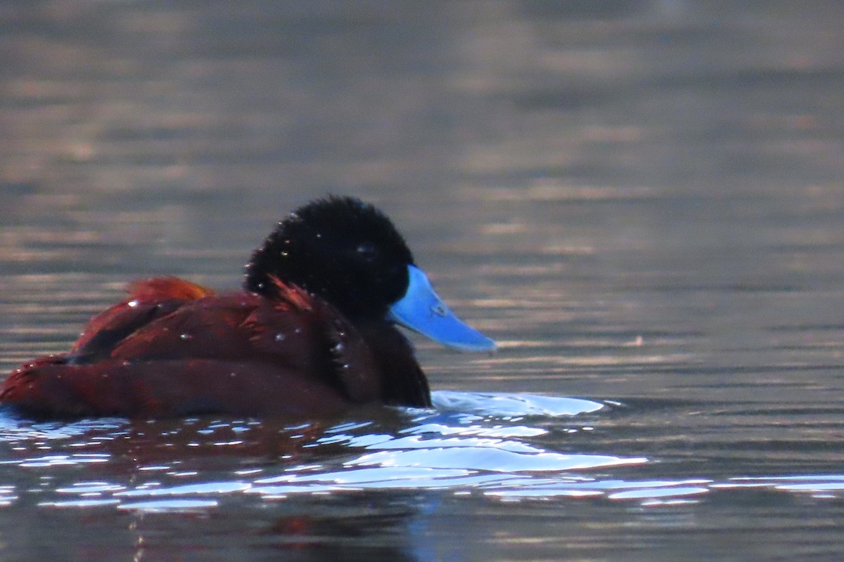 Andean Duck - ML622119983