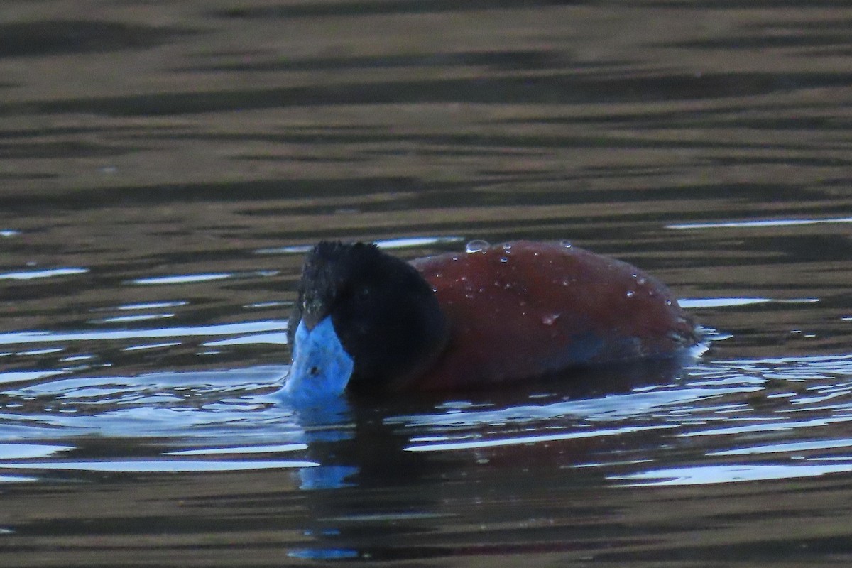 Andean Duck - ML622119984