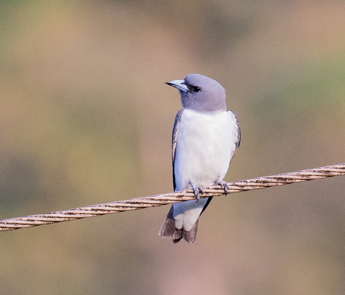 White-breasted Woodswallow - ML622119985