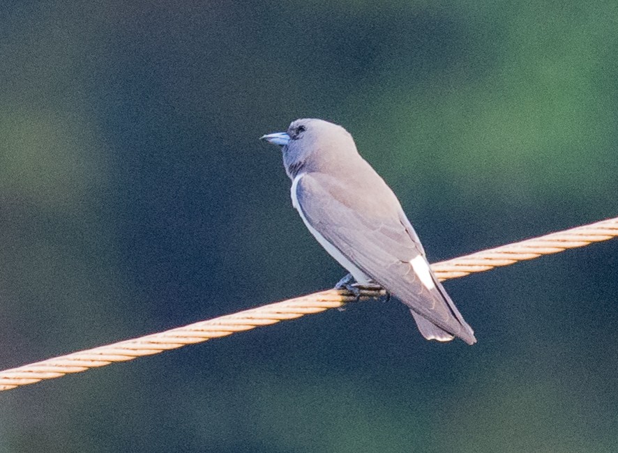 White-breasted Woodswallow - ML622119986