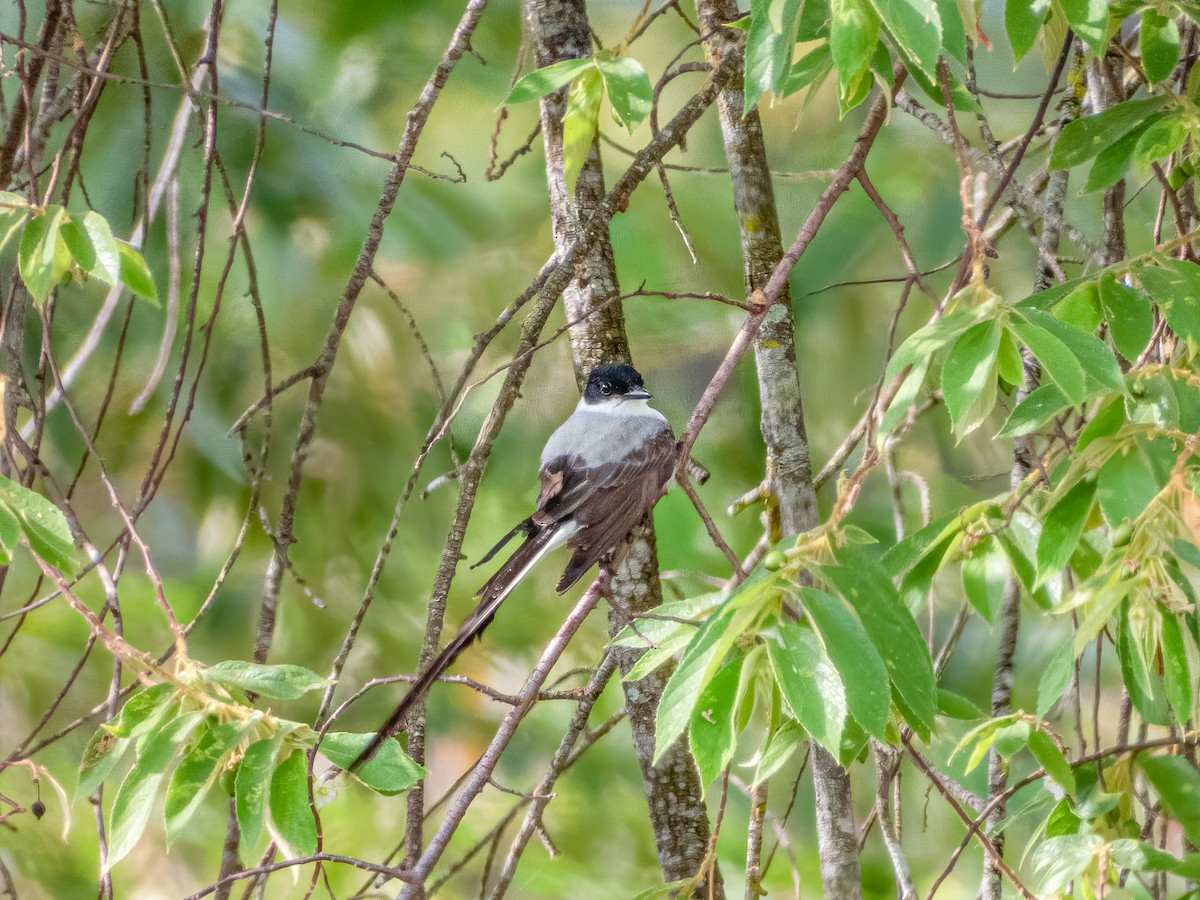 Fork-tailed Flycatcher - ML622119987