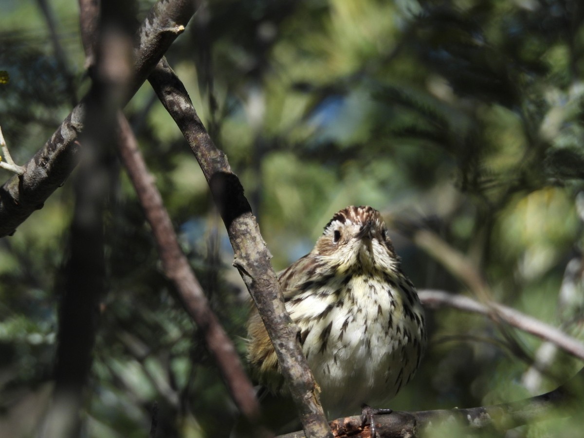 Speckled Warbler - ML622119988