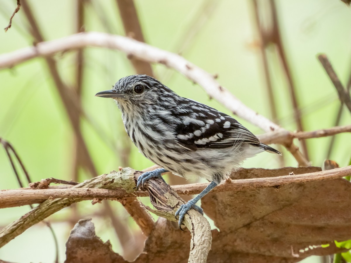 Pacific Antwren - ML622119989