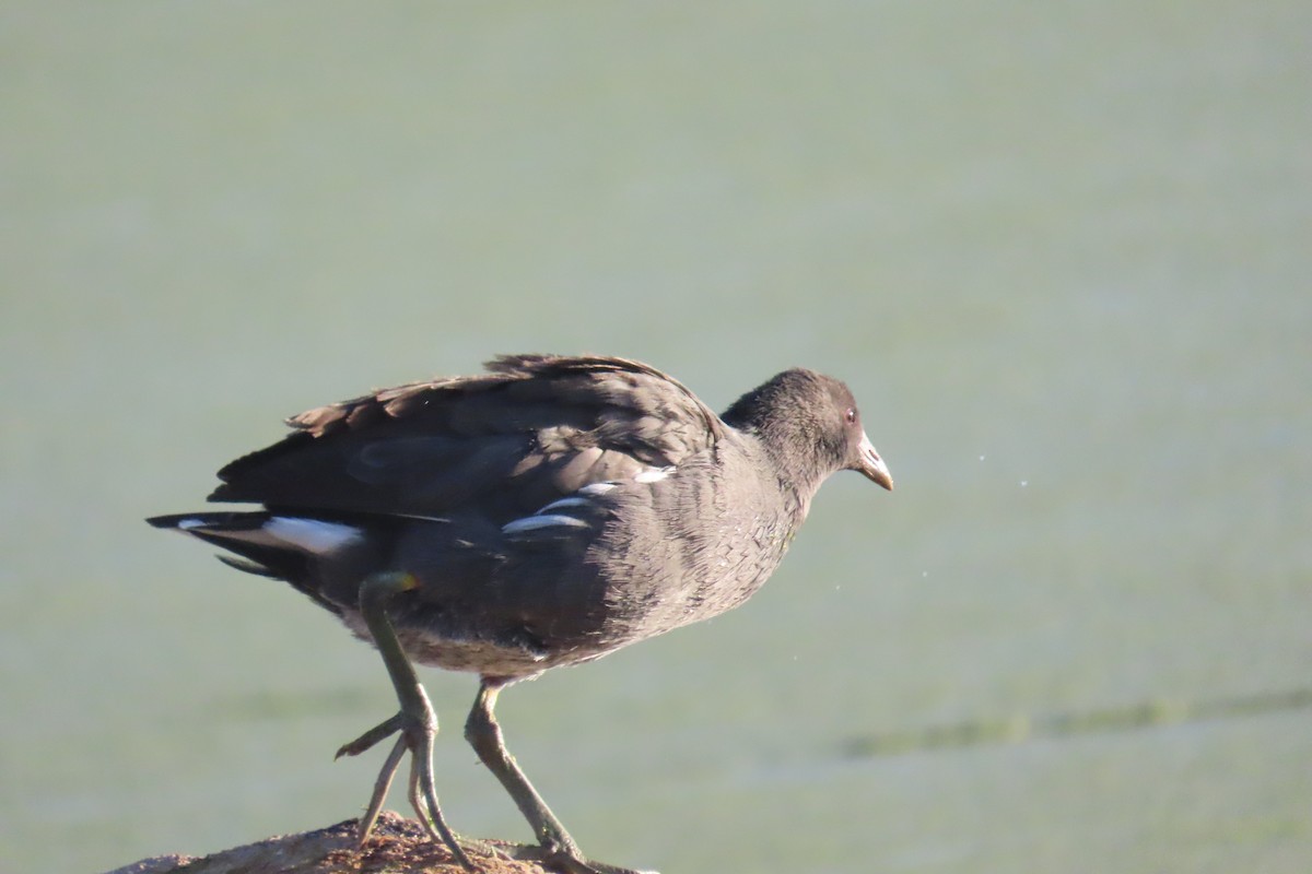 Common Gallinule - Arturo  Reynoso Basurto