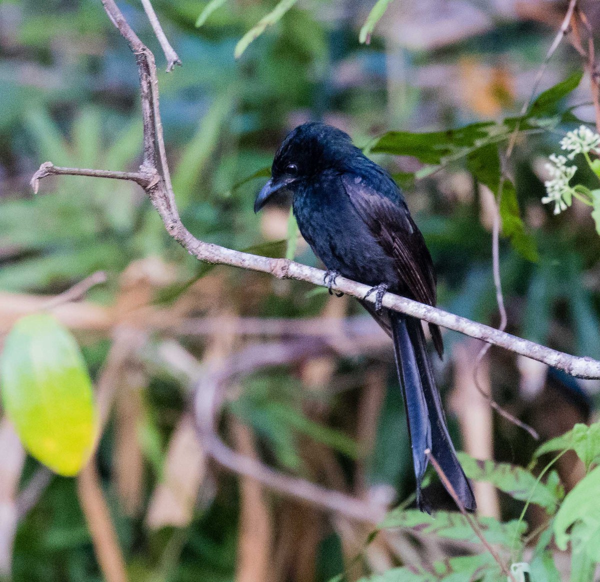 Drongo des Andaman - ML622120032