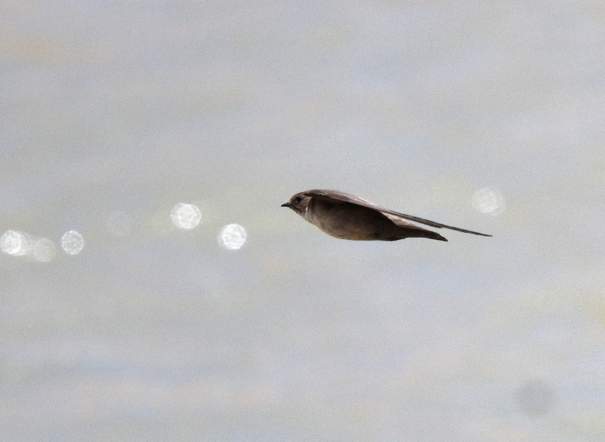 Eurasian Crag-Martin - ML622120033