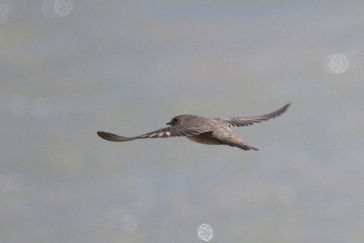 Eurasian Crag-Martin - Rofikul Islam