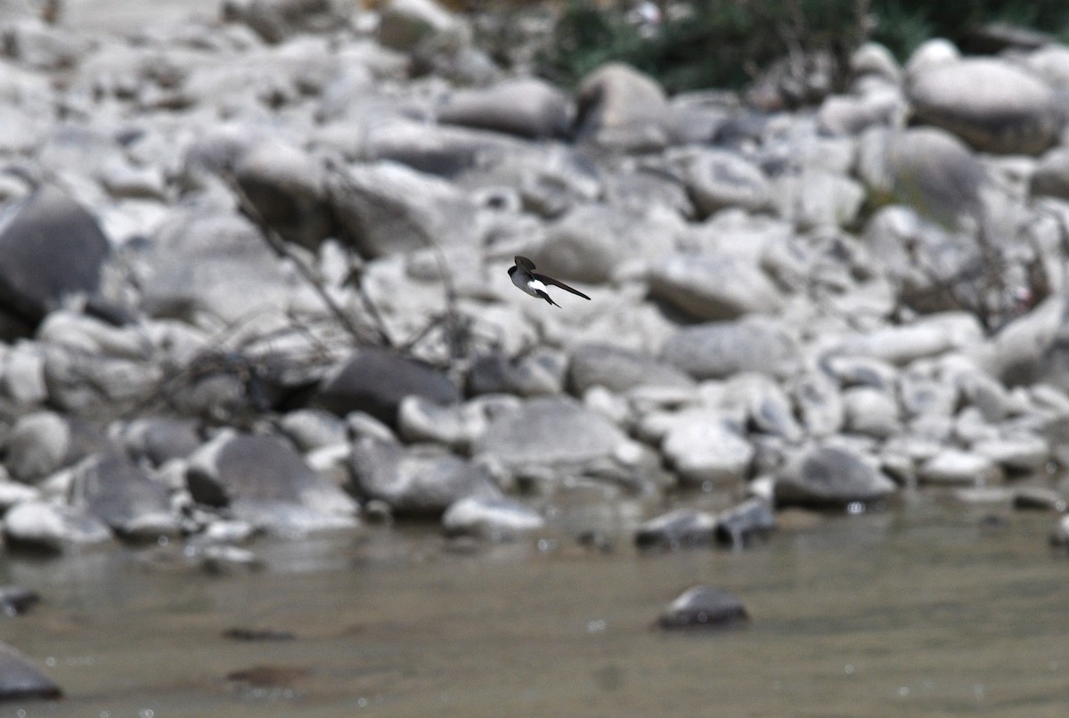 Western House-Martin - ML622120040