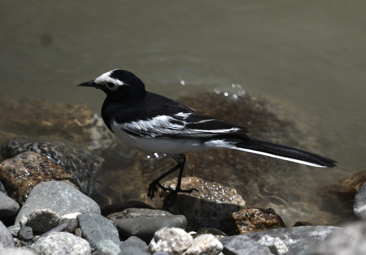 White Wagtail - ML622120042