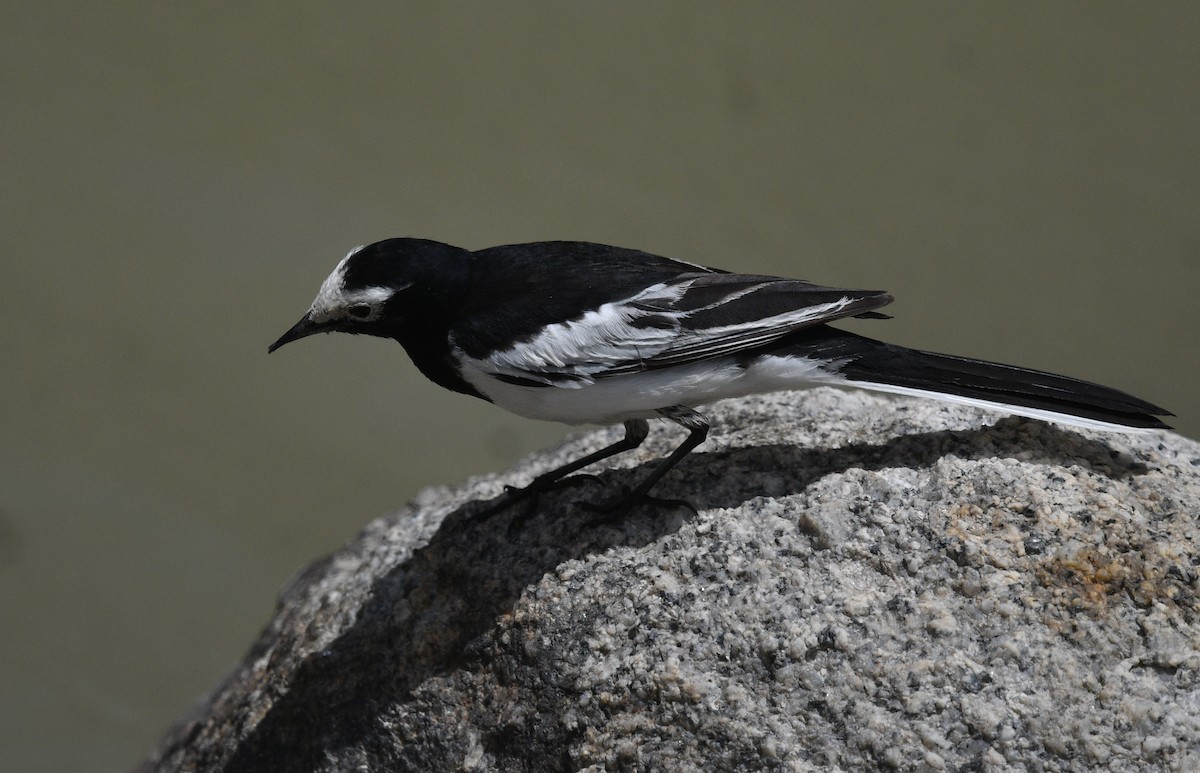 White Wagtail - Rofikul Islam