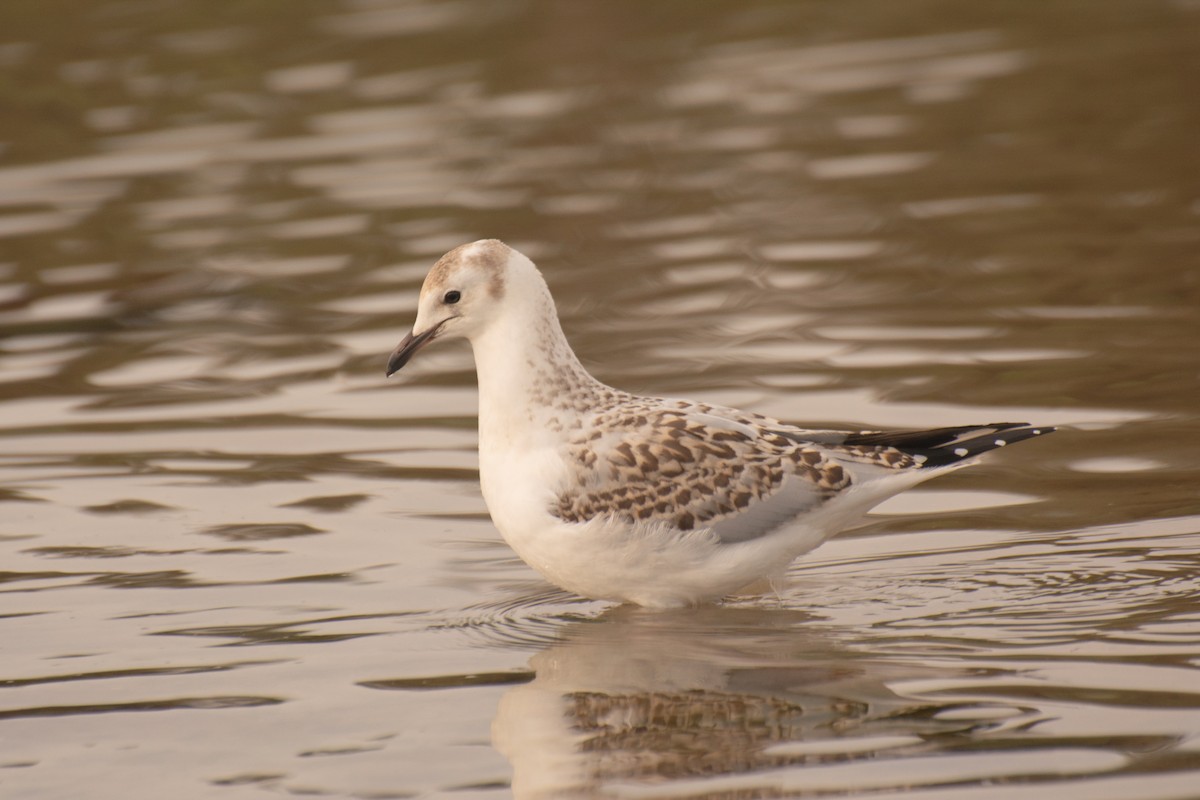 Silver Gull - ML622120096