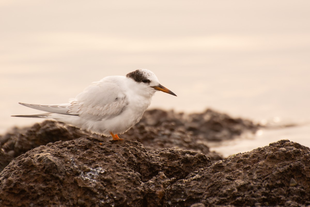 Australian Fairy Tern - ML622120109