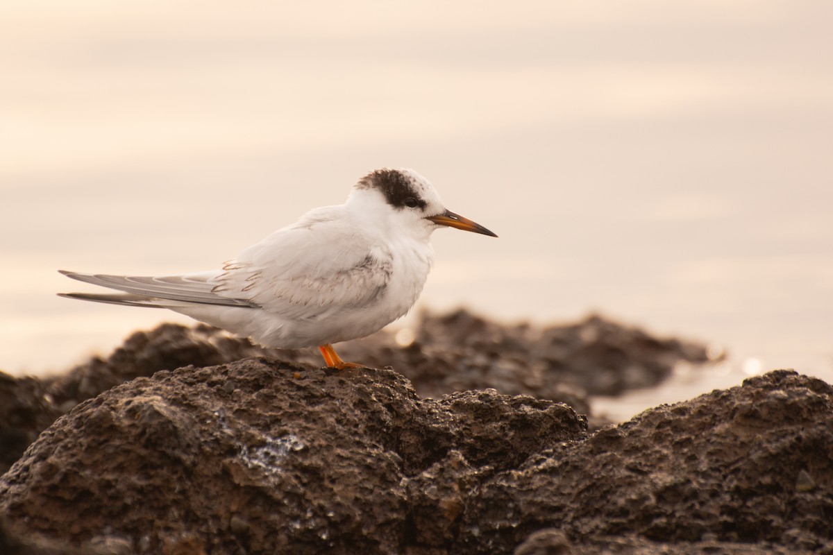 Australian Fairy Tern - ML622120111