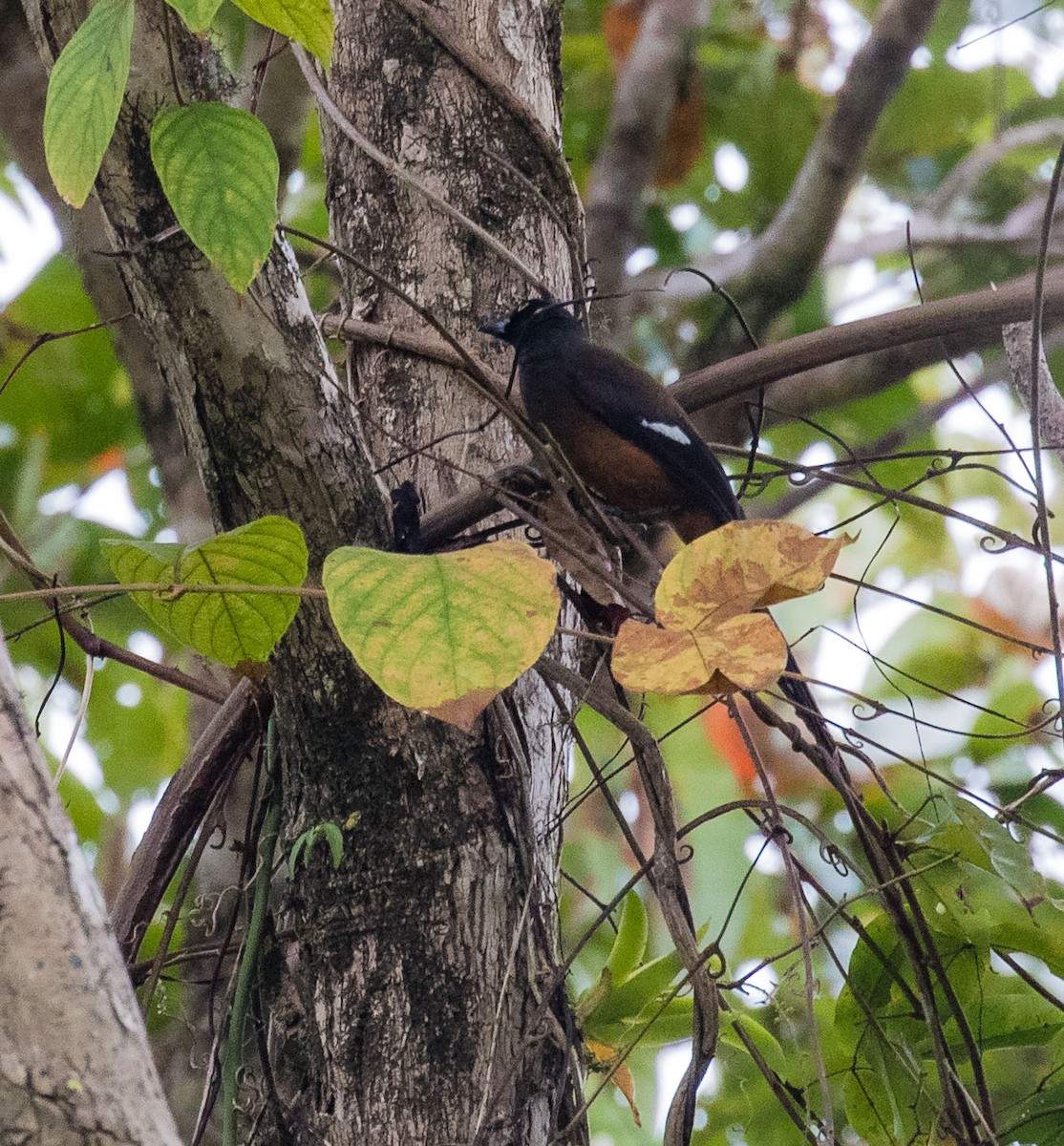 Andaman Treepie - ML622120120