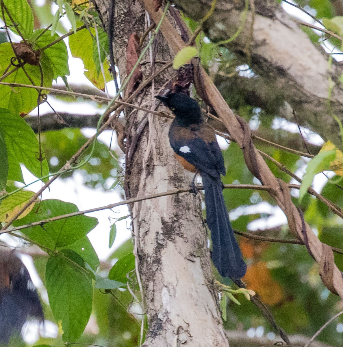 Andaman Treepie - ML622120121