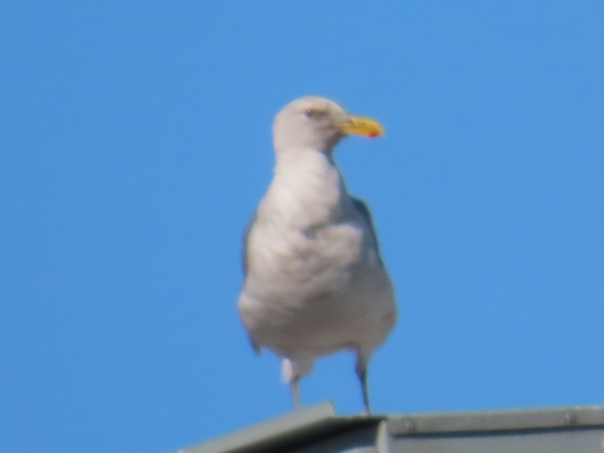 Glaucous-winged Gull - ML622120123