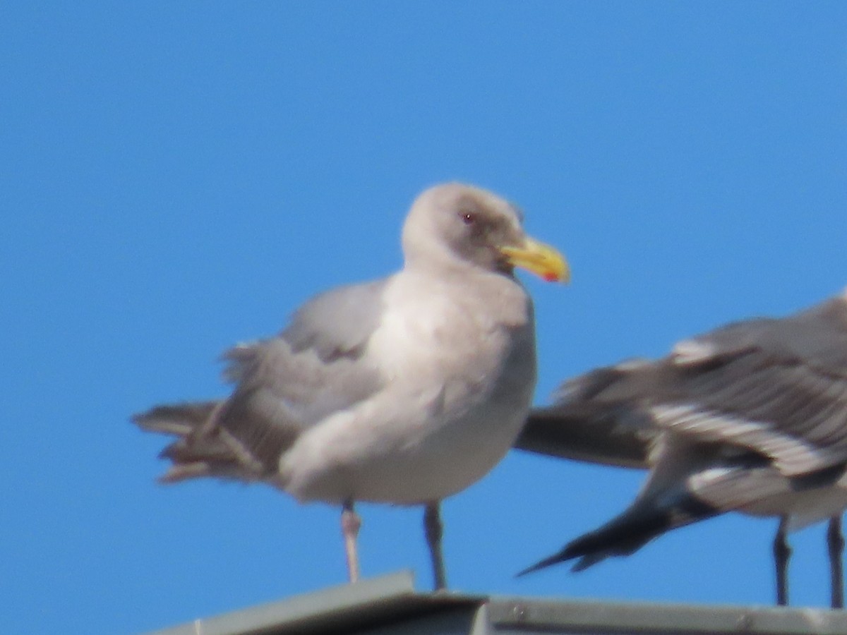 Glaucous-winged Gull - ML622120124