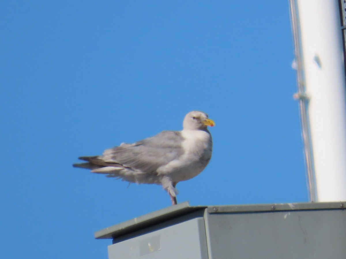 Glaucous-winged Gull - ML622120125