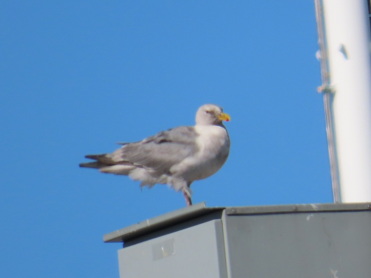 Glaucous-winged Gull - Latha Raghavendra