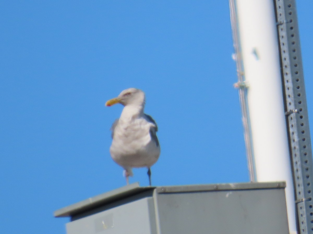 Glaucous-winged Gull - ML622120127