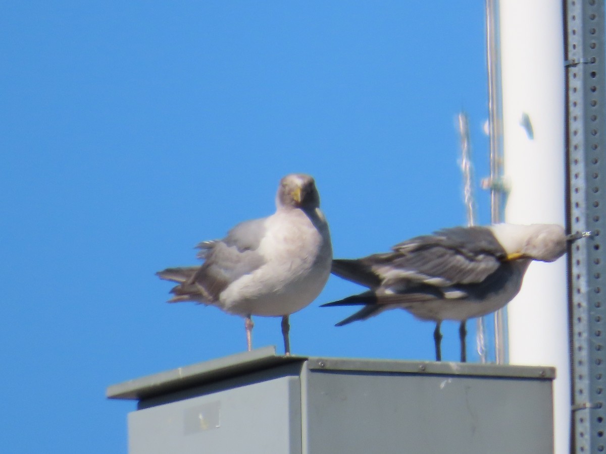 Glaucous-winged Gull - ML622120128