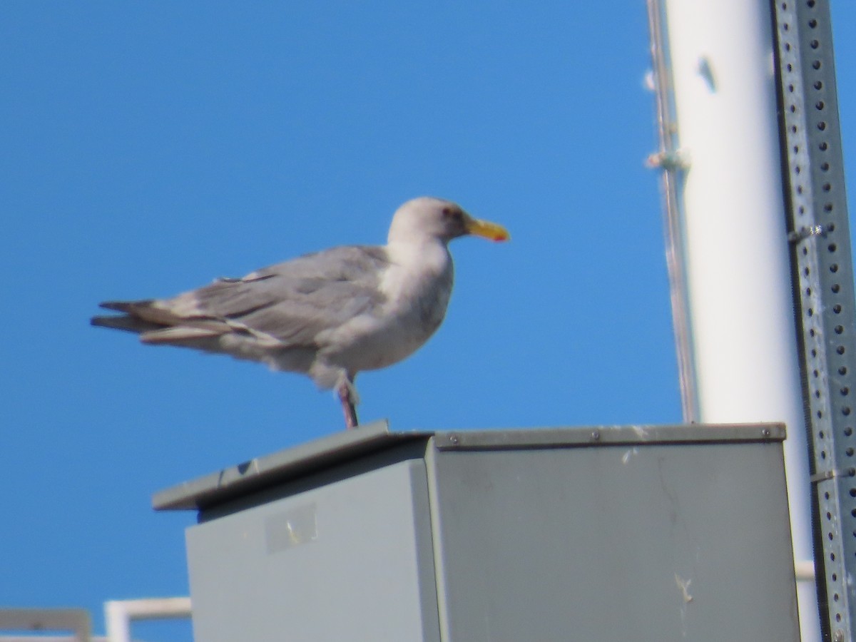 Glaucous-winged Gull - Latha Raghavendra