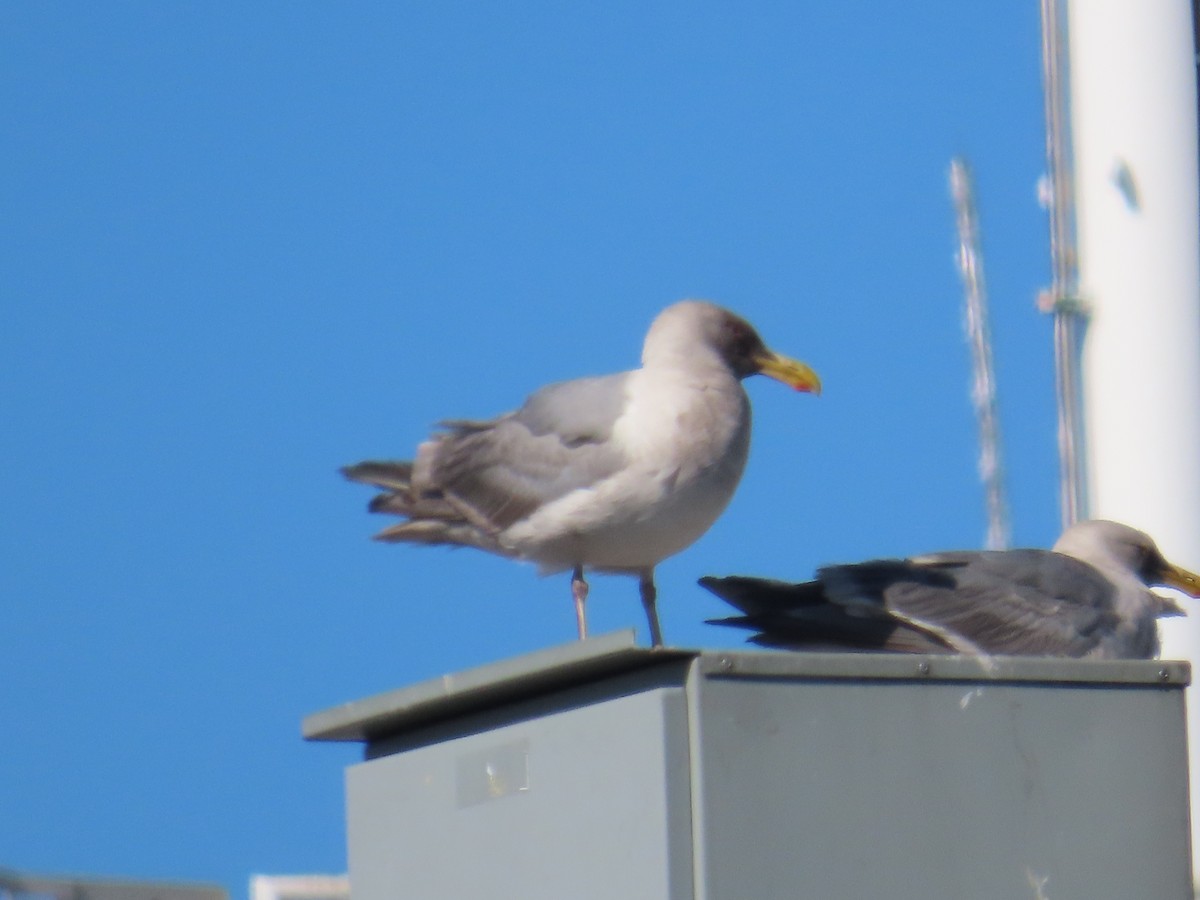 Glaucous-winged Gull - ML622120130