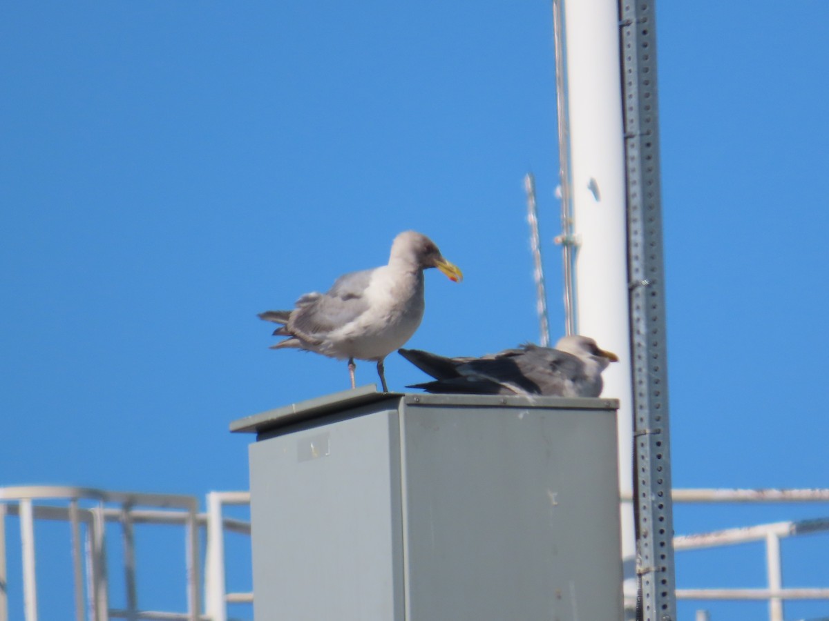 Glaucous-winged Gull - ML622120131