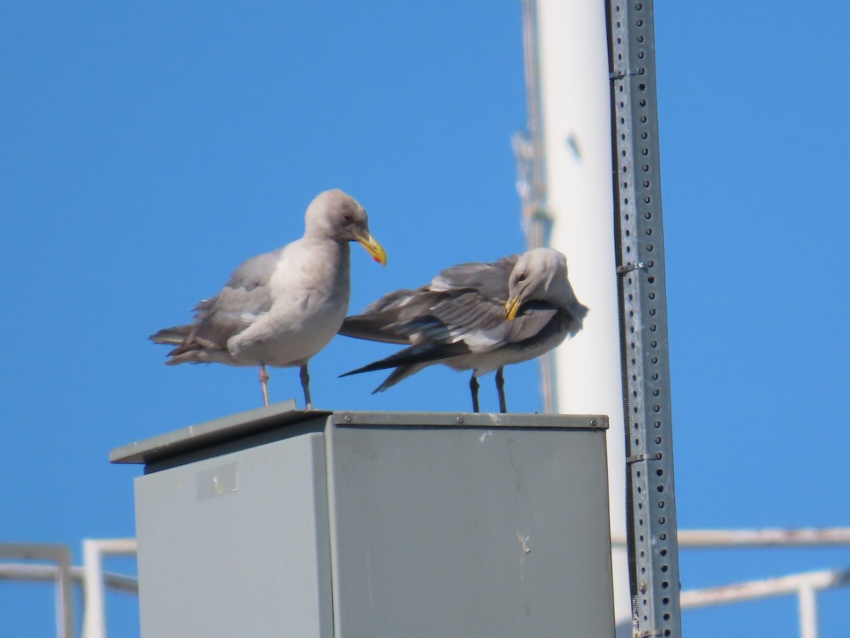 Glaucous-winged Gull - ML622120132