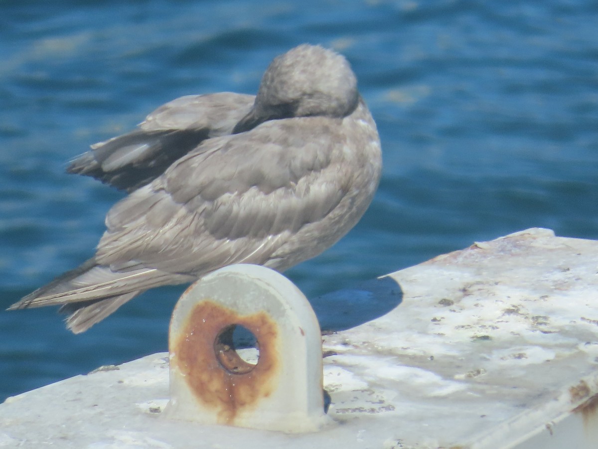 Glaucous-winged Gull - ML622120133