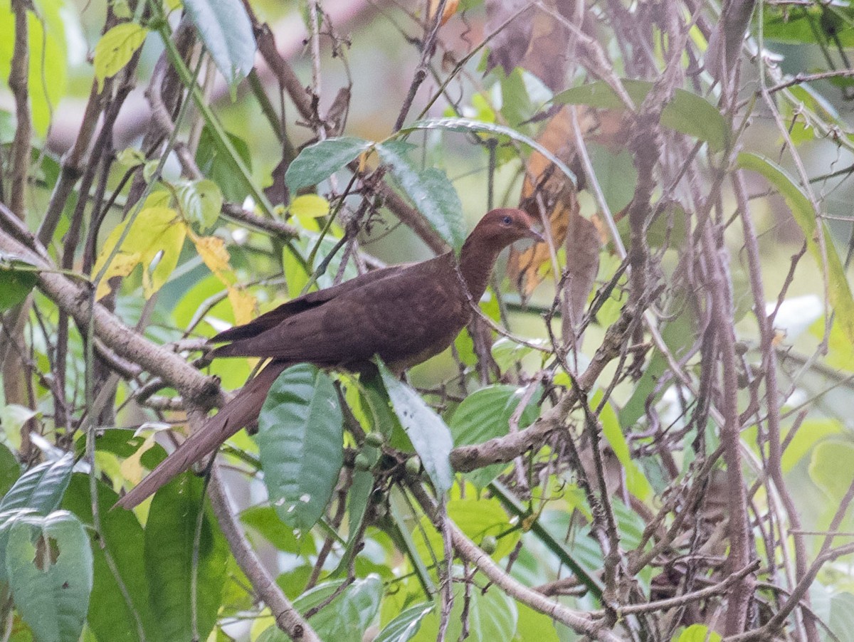 Andaman Cuckoo-Dove - ML622120134