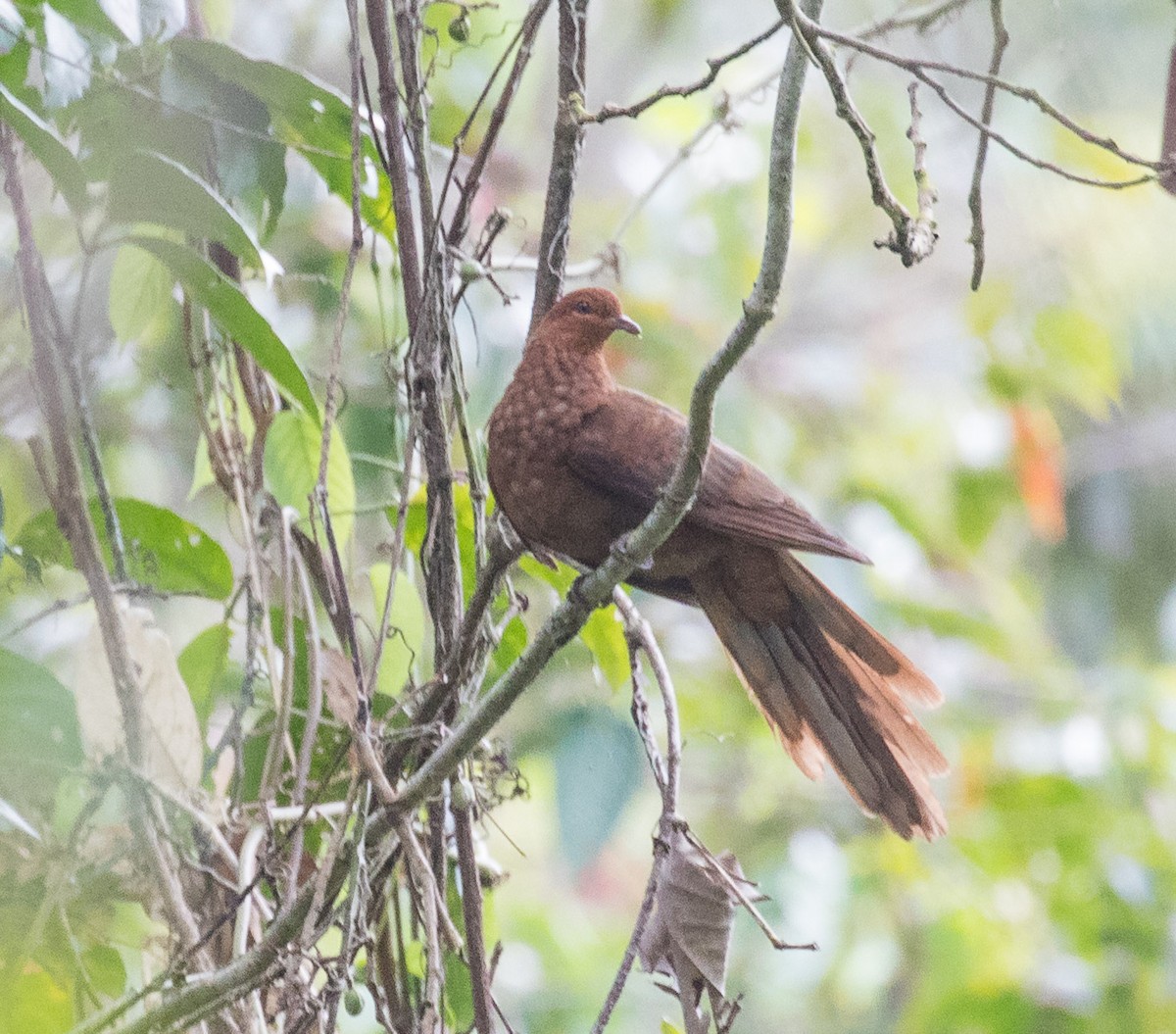 Andaman Cuckoo-Dove - ML622120135