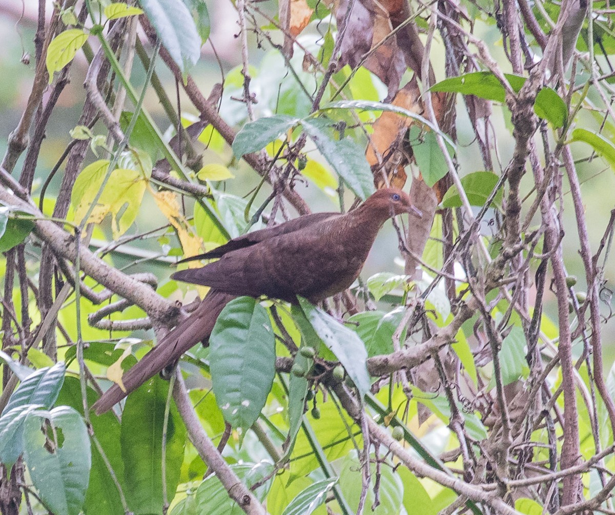 Andaman Cuckoo-Dove - ML622120136