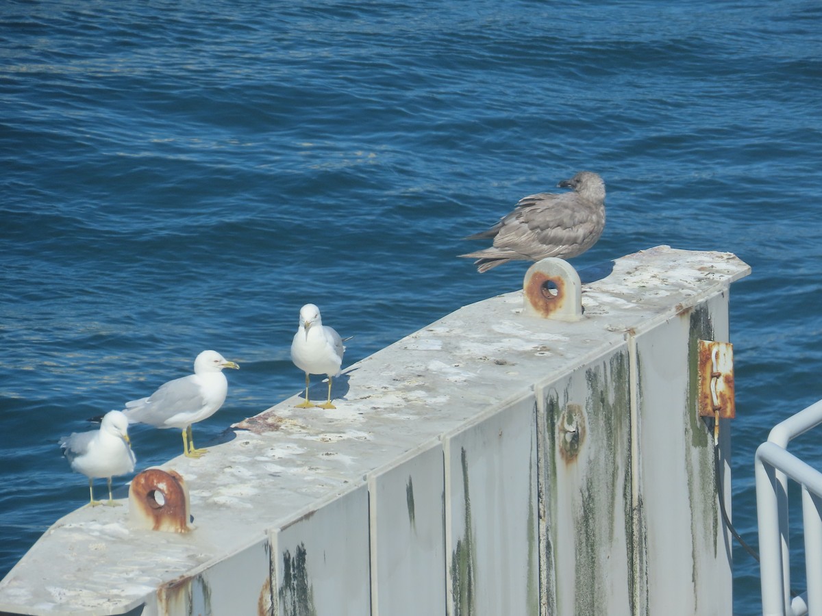 Glaucous-winged Gull - ML622120137