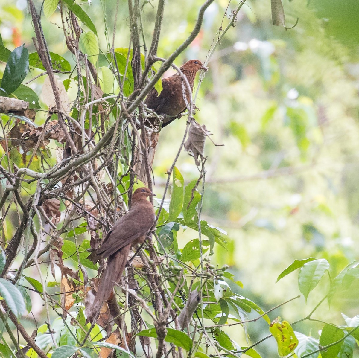 Andaman Cuckoo-Dove - ML622120138