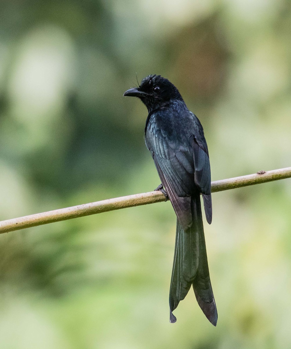 Drongo des Andaman - ML622120139