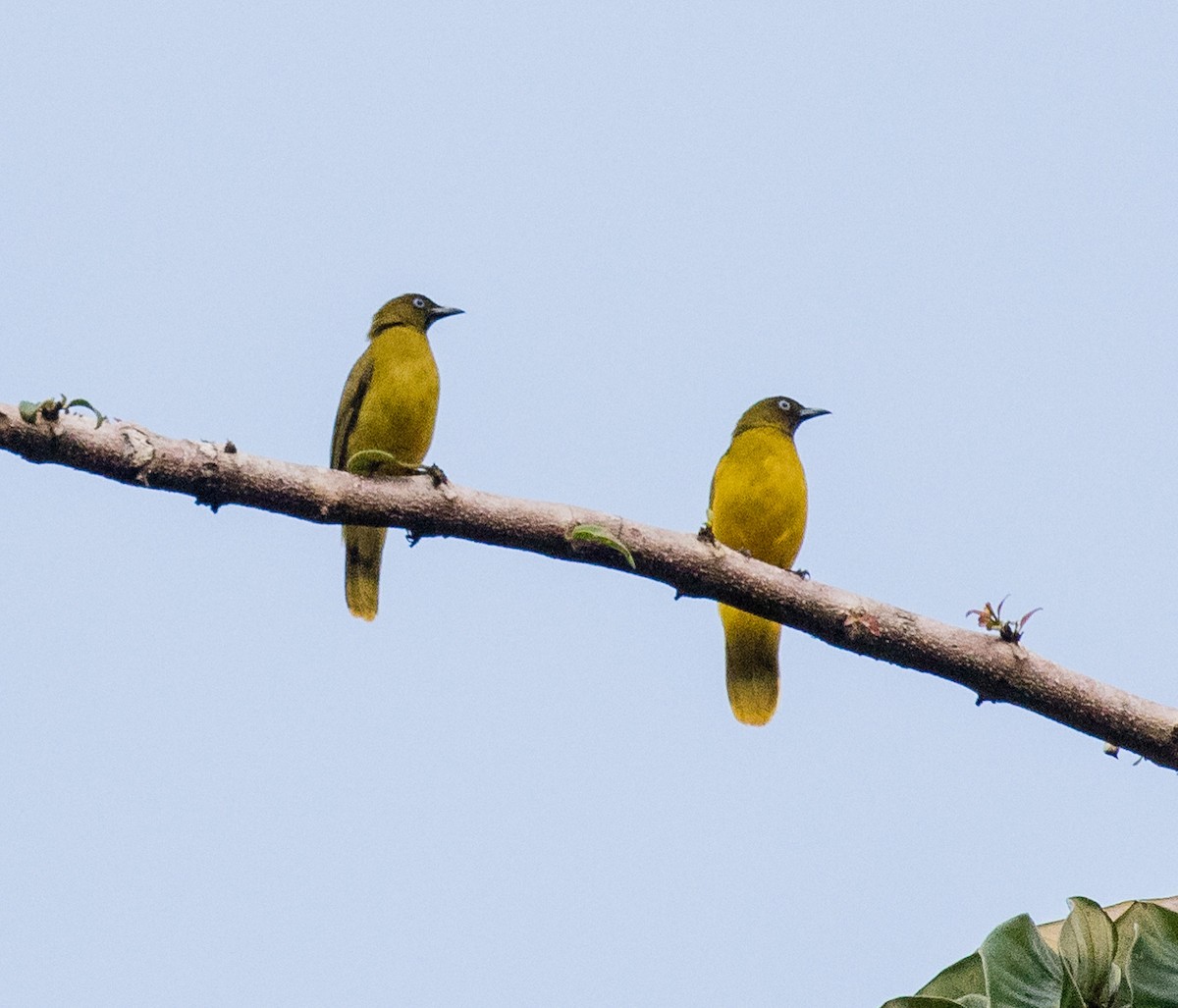 Andaman Bulbul - ML622120140