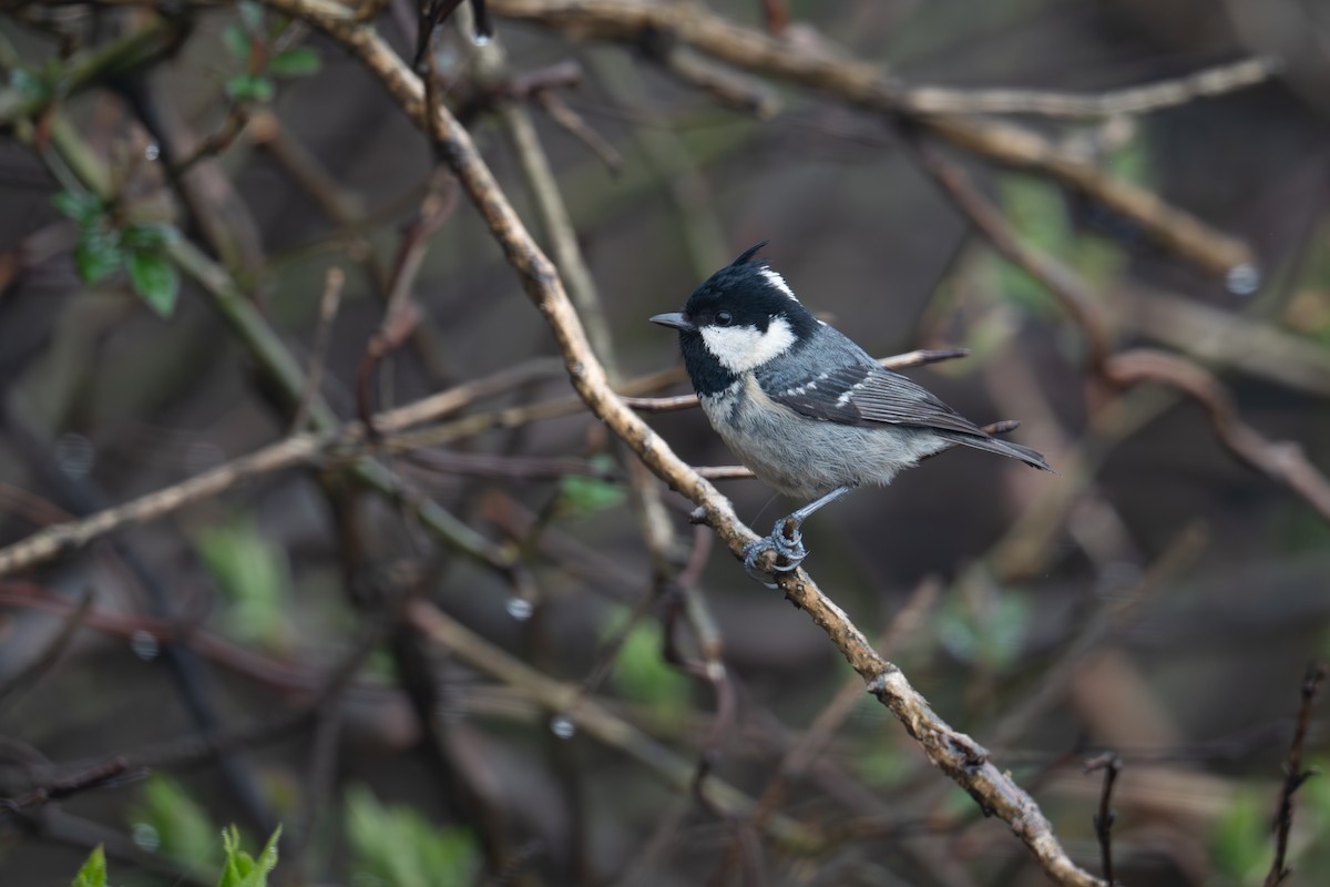 Pinu-kaskabeltza (ptilosus/kuatunensis) - ML622120141