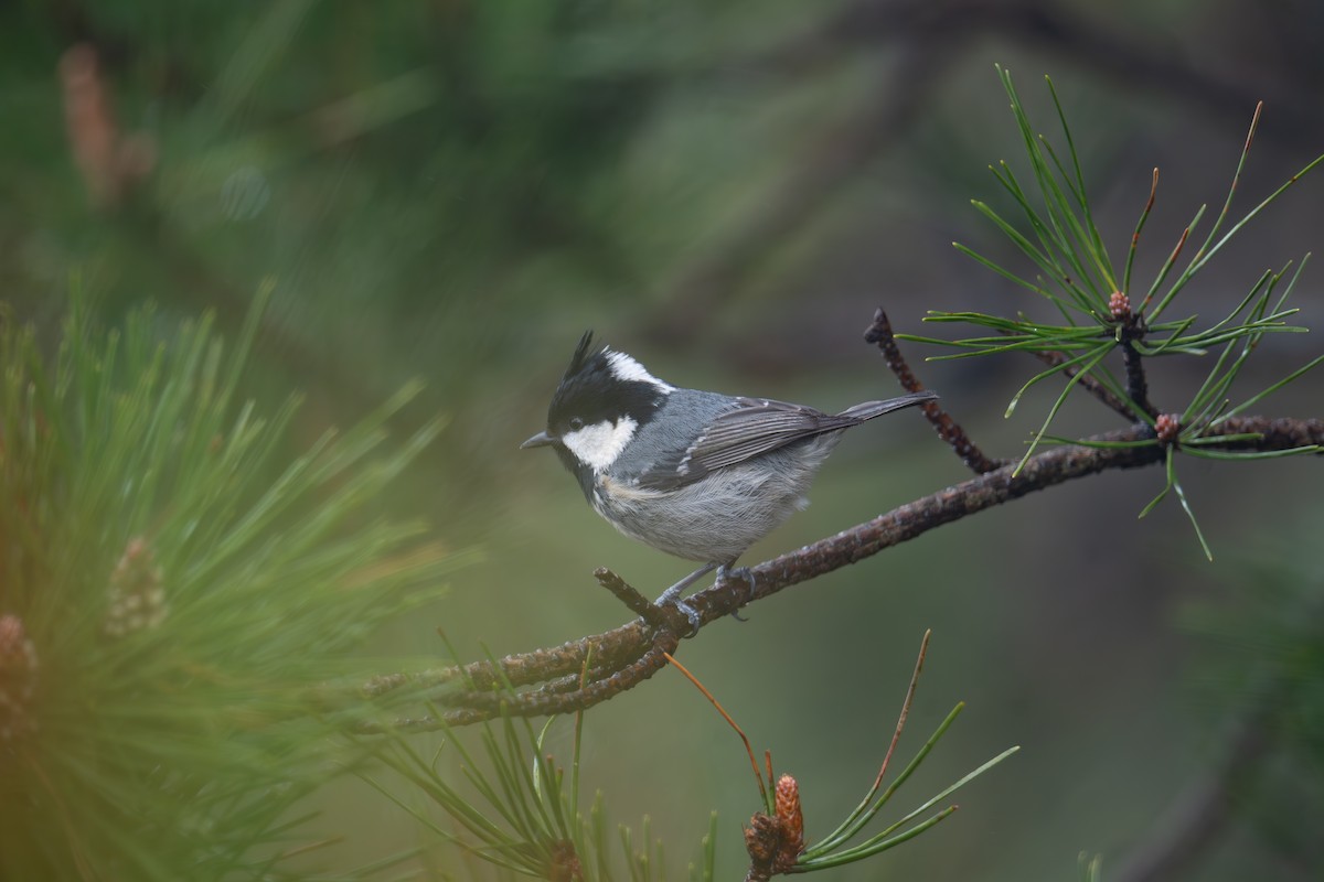 Pinu-kaskabeltza (ptilosus/kuatunensis) - ML622120142