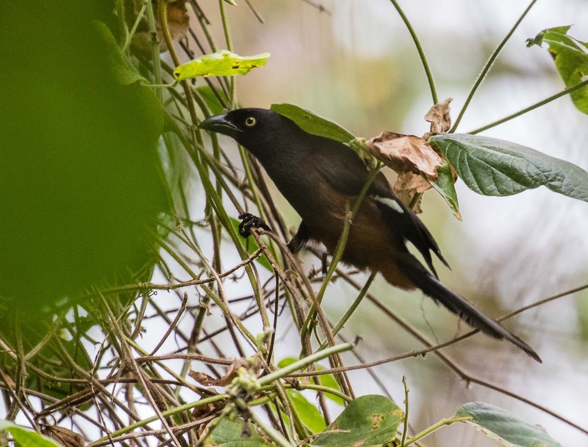 Andaman Treepie - ML622120151