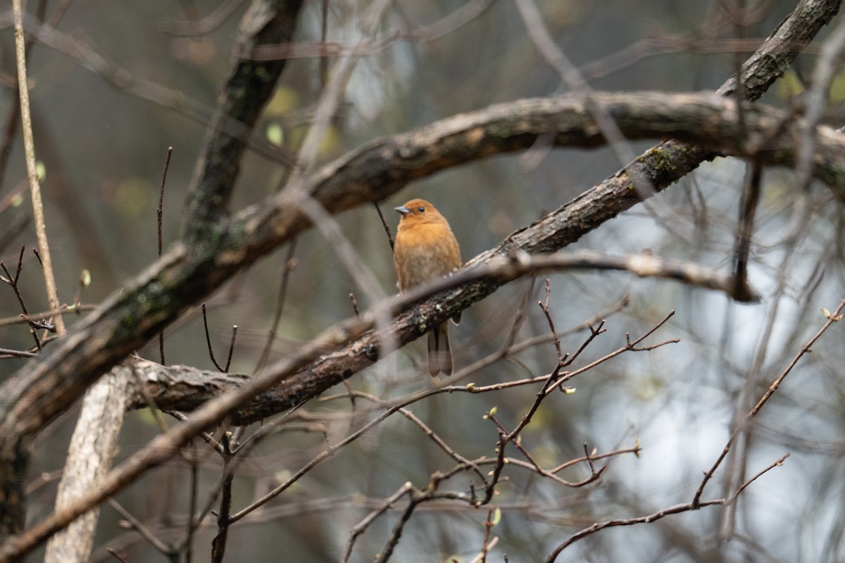 Slaty Bunting - Vincent Wu