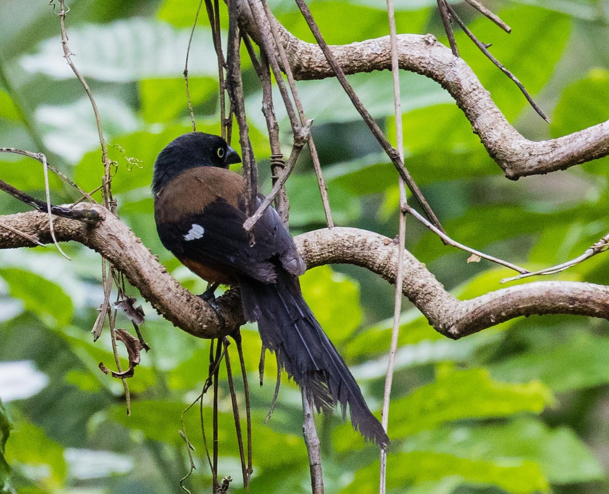 Andaman Treepie - ML622120155