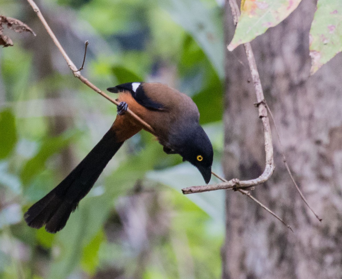 Andaman Treepie - Thomas Job