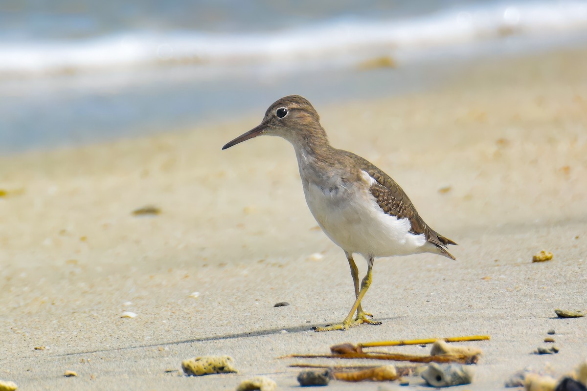 Spotted Sandpiper - ML622120179