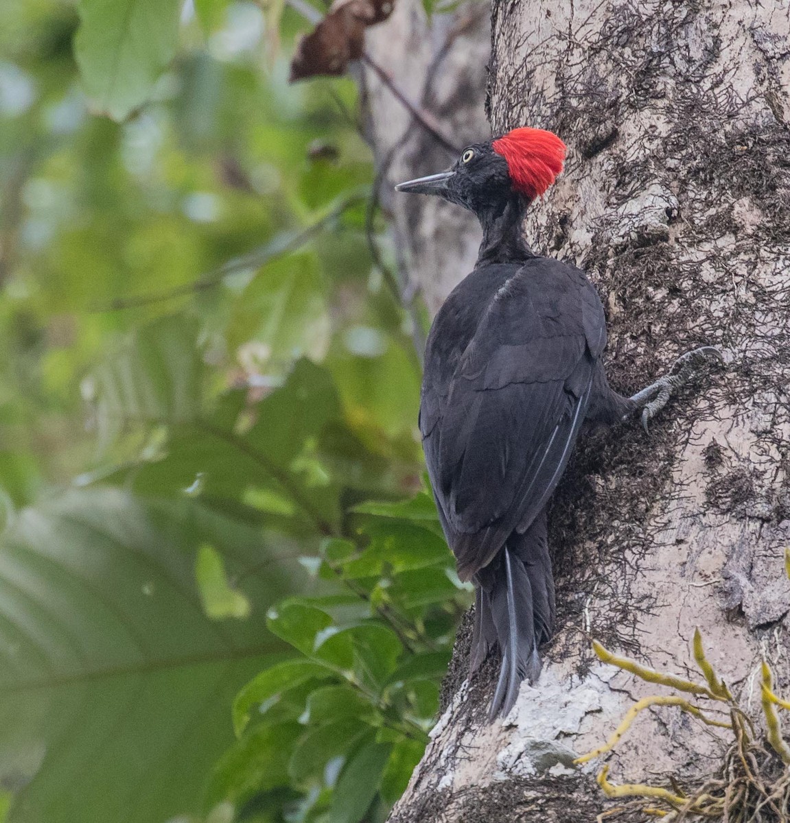 Andaman Woodpecker - ML622120207