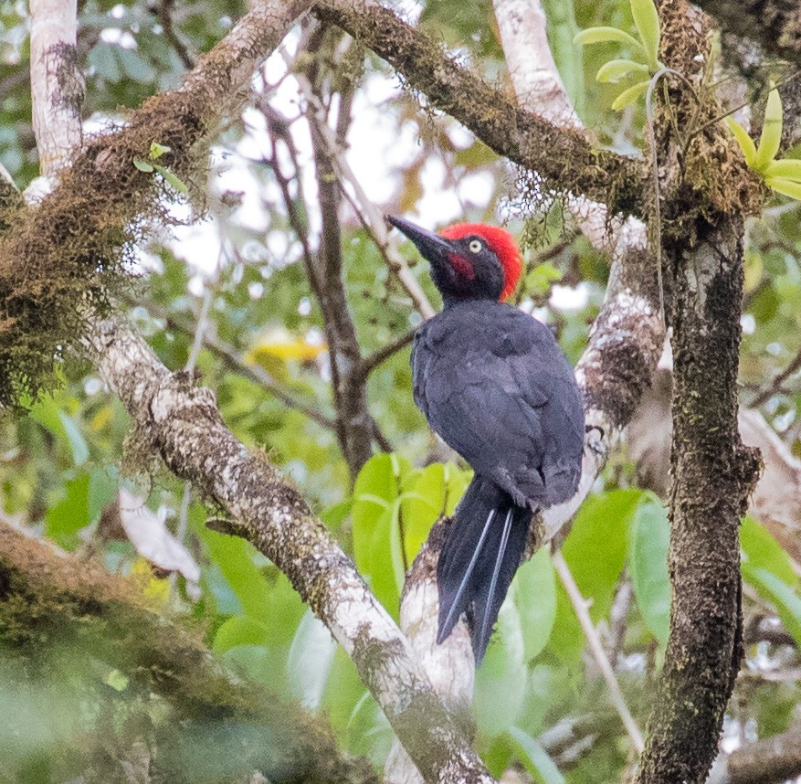 Andaman Woodpecker - ML622120208