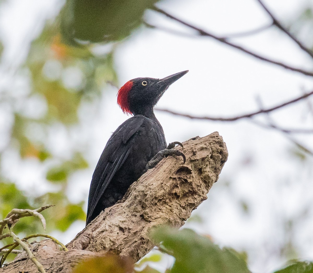 Andaman Woodpecker - ML622120209