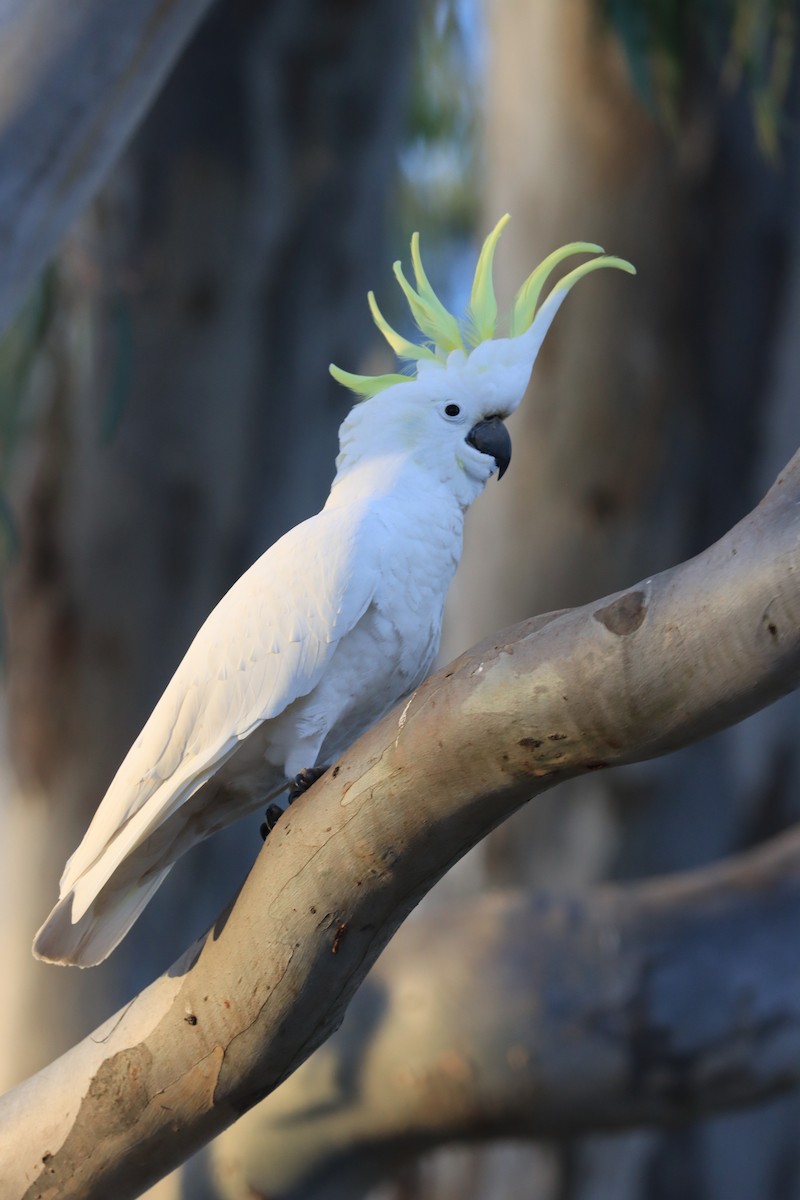 Sulphur-crested Cockatoo - Megan Haysom