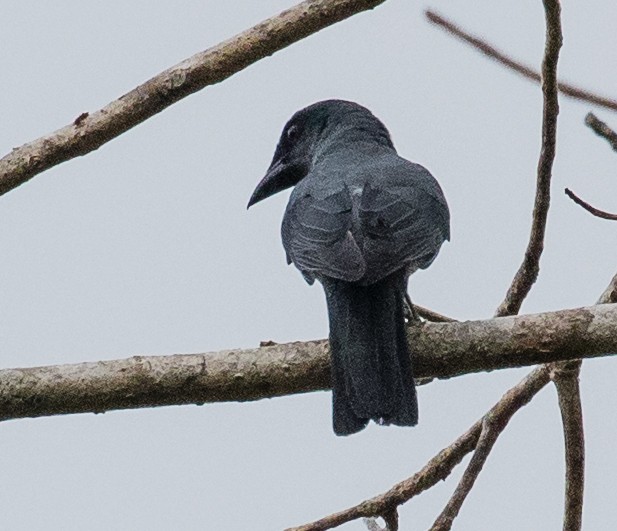 Andaman Cuckooshrike - ML622120224