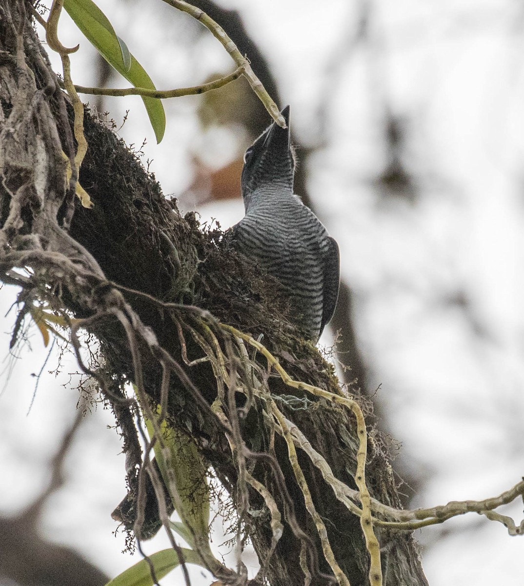 Andaman Cuckooshrike - ML622120225